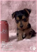 Hal, a male Morkie for sale in Tempe, AZ – 7 of 7