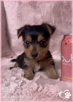 Hal, a male Morkie for sale in Tempe, AZ – 3 of 7