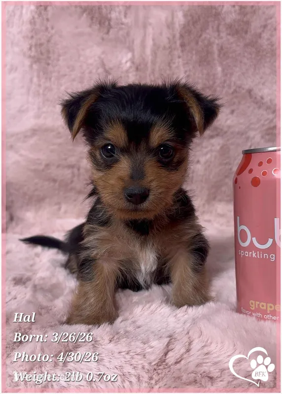 Hal – Morkie puppy for sale in Tempe, AZ