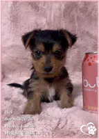 Hal, a male Morkie for sale in Tempe, AZ – 1 of 7