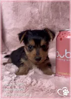 Hal, a male Morkie for sale in Tempe, AZ – 4 of 7