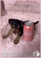 Hal, a male Morkie for sale in Tempe, AZ – 6 of 7