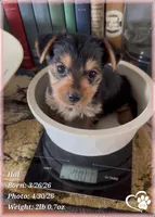 Hal, a male Morkie for sale in Tempe, AZ – 2 of 7