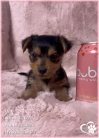 Hal, a male Morkie for sale in Tempe, AZ – 5 of 7