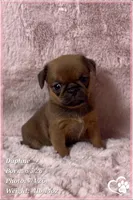 Daphne, a female Brussels Griffon for sale in Tempe, AZ – 4 of 10