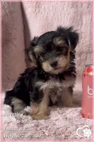 Sweetie, a female Morkie for sale in Tempe, AZ – 9 of 9
