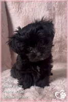 Nickel, a male Yorkshire Terrier and Poodle - Toy  for sale in Tempe, AZ – 4 of 10