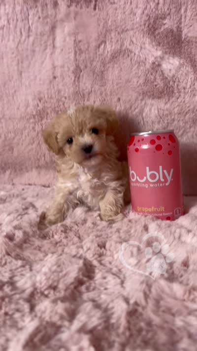 Aramis, a male Maltipoo for sale in Phoenix, AZ – 3 of 10
