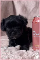 Bunny, a female Yorkipoo for sale in Tempe, AZ – 4 of 10