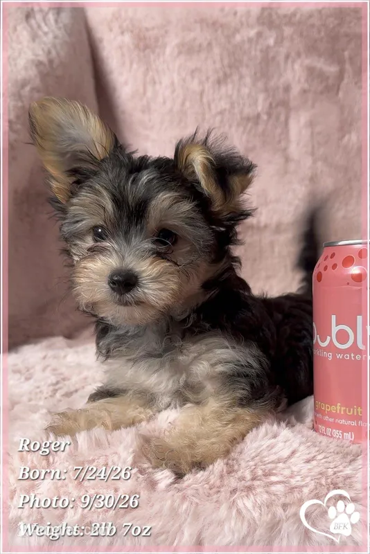 Roger – Morkie puppy for sale in Phoenix, AZ