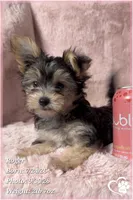 Roger the Morkie, a male Morkie for sale in Phoenix, AZ – 1 of 10