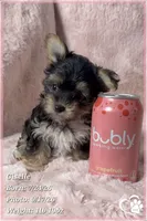 Giselle, a female Morkie for sale in Phoenix, AZ – 4 of 7