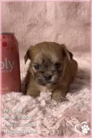 Princess, a female Mal Shi for sale in Phoenix, AZ – 5 of 7
