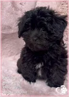 Espresso, a male Shihpoo for sale in Tempe, AZ – Photo 4 of 10