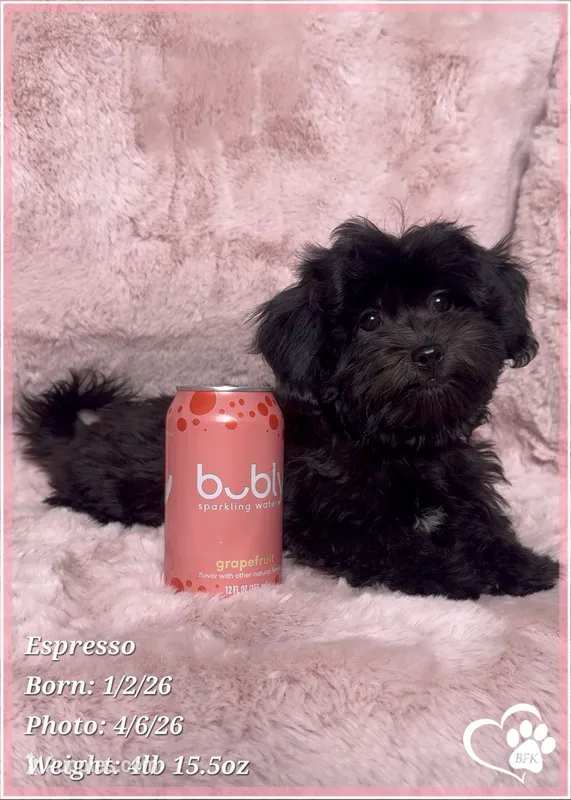 Espresso – Shihpoo puppy on hold in Tempe, AZ