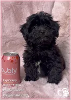 Espresso, a male Shihpoo for sale in Tempe, AZ – Photo 6 of 10
