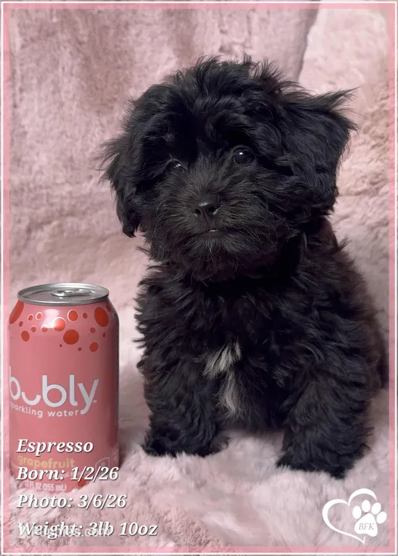 Espresso – Shihpoo puppy for sale in Tempe, AZ