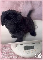 Espresso, a male Shihpoo for sale in Tempe, AZ – Photo 2 of 10