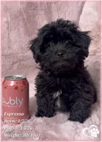 Espresso, a male Shihpoo for sale in Tempe, AZ – Photo 7 of 10