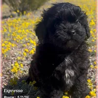 Espresso, a male Shihpoo for sale in Tempe, AZ – Photo 9 of 10