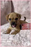 Porkchop the Porkie, a male Pug and Yorkshire Terrier for sale in Phoenix, AZ – 4 of 9