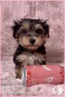 Scrappy the Morkie Poo, a male Yorkipoo and Maltese for sale in Tempe, AZ – 6 of 9