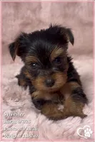 Sylvester, a male Yorkshire Terrier for sale in Phoenix, AZ – 2 of 10