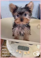 Trevor, a male Yorkshire Terrier for sale in Tempe, AZ – 7 of 10