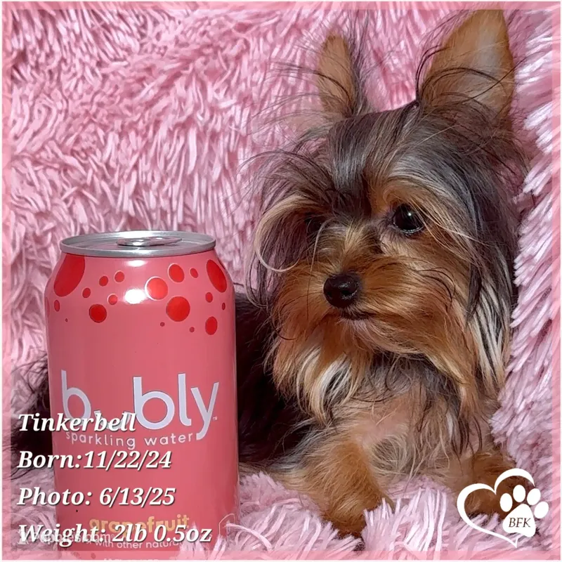 Tinkerbell the Micro Teacup