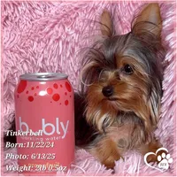 Tinkerbell the Micro Teacup, a female Yorkshire Terrier for sale in Tempe, AZ – Photo 1 of 8