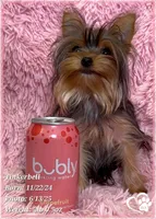 Tinkerbell the Micro Teacup, a female Yorkshire Terrier for sale in Tempe, AZ – Photo 2 of 8
