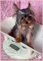 Tinkerbell the Micro Teacup, a female Yorkshire Terrier for sale in Tempe, AZ – Photo 4 of 8
