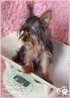 Tinkerbell the Micro Teacup, a female Yorkshire Terrier for sale in Tempe, AZ – Photo 5 of 8