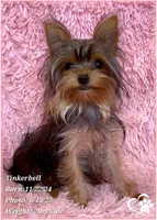 Tinkerbell the Micro Teacup, a female Yorkshire Terrier for sale in Tempe, AZ – Photo 3 of 8
