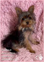 Tinkerbell the Micro Teacup, a female Yorkshire Terrier for sale in Tempe, AZ – Photo 8 of 8