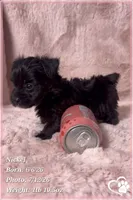 Nickel, a male Yorkipoo for sale in Tempe, AZ – 10 of 10