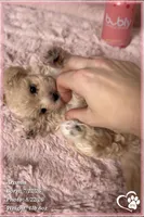 Aramis, a male Maltipoo for sale in Phoenix, AZ – 10 of 10