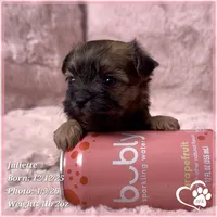 Juliette, a female Maltese and Brussels Griffon for sale in Tempe, AZ – Photo 1 of 5