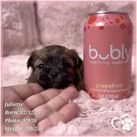 Juliette, a female Maltese and Brussels Griffon for sale in Tempe, AZ – Photo 3 of 5