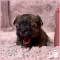 Juliette, a female Maltese and Brussels Griffon for sale in Tempe, AZ – Photo 4 of 5