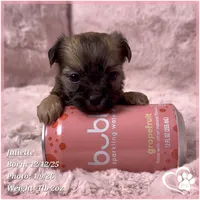 Juliette, a female Maltese and Brussels Griffon for sale in Tempe, AZ – Photo 5 of 5