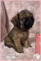 Twilight, a female Brussels Griffon for sale in Phoenix, AZ – 5 of 10