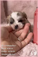 SIr Grumpyface, a male Mal Shi for sale in Phoenix, AZ – 2 of 6