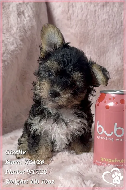 Giselle – Morkie puppy for sale in Phoenix, AZ
