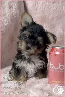 Giselle, a female Morkie for sale in Phoenix, AZ – 1 of 7
