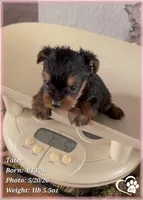 Tater, a male Yorkshire Terrier for sale in Tempe, AZ – 4 of 10