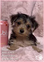 Hiccup, a female Morkie for sale in Tempe, AZ – 10 of 10
