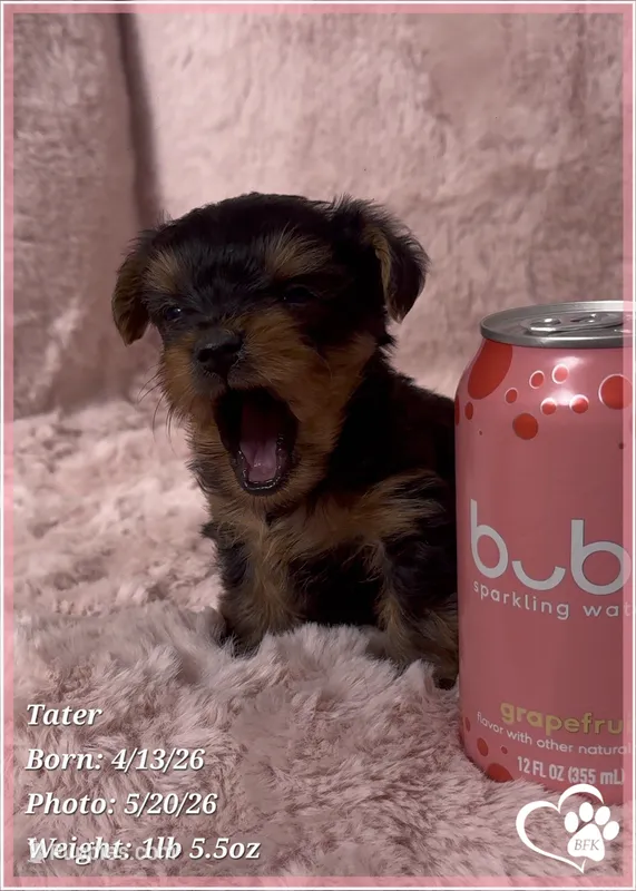 Tater – Yorkshire Terrier puppy for sale in Tempe, AZ