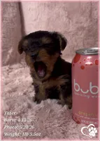 Tater, a male Yorkshire Terrier for sale in Tempe, AZ – 1 of 10