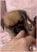 Cheesecake the Bugg/Brugg, a male Pug and Brussels Griffon for sale in Tempe, AZ – 2 of 10